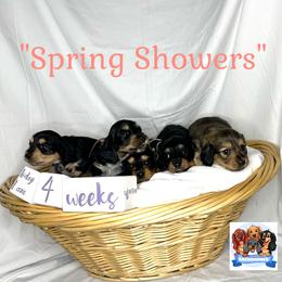 Dachshund Puppies from Shannon Dolly’s Dachshunds