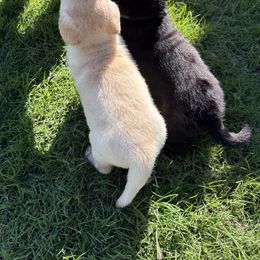 Cavalier King Charles Spaniel and Labrador Retriever Puppies from Heavenly Pups