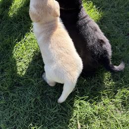 Cavalier King Charles Spaniel and Labrador Retriever Puppies from Heavenly Pups