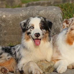 Australian Shepherds from ChaHar's Australian Shepherds