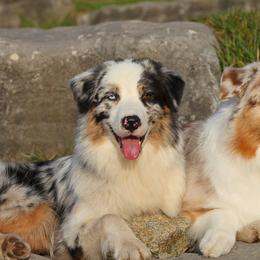 Australian Shepherds from ChaHar's Australian Shepherds