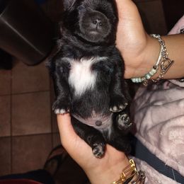 Pomeranian Puppies from Lovingood Farms