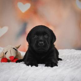 Rambo - Black male Labrador Retriever puppy in Archer Lodge, North Carolina from Archer Lodge Labradors