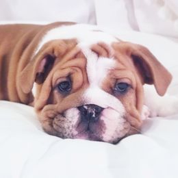 English Bulldog Puppies from LydyBug Bulldogs