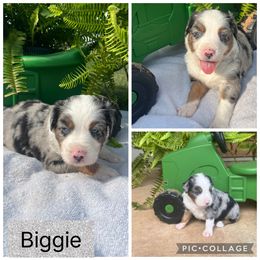 Australian Shepherd Puppies from B&M Kennels
