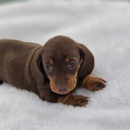 Teddy - Chocolate and tan male Dachshund puppy in Elma, Iowa from Iowa Dachshunds