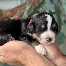 Bernedoodle and Goldendoodle Puppies from Lincoln Avenue Doodles