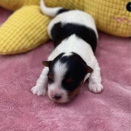 Kane - Black tan and white male Biewer Terrier puppy in Douglas, Georgia from Heartland small breeds