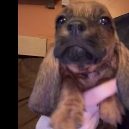Boy 3 - Mahogany and white male Basset Hound puppy in Letcher, Kentucky from Hackers Appalachian Basset Hounds