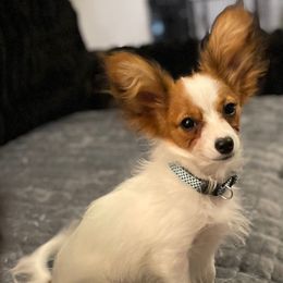 Speedy - Red white and sable male Papillon puppy in Bradyville, Tennessee from Pinnacle Papillons