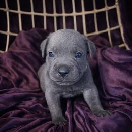 Amara - Gray female Cane Corso puppy in Nashville, Tennessee from Prestigious K9