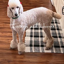 Gabby - Poodle