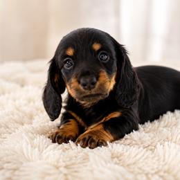 Latte - Black and tan female Dachshund puppy in Bartlett, Illinois from Dachshundsnextdoor