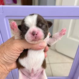 Ryker - Liver and white male Shih Tzu puppy in Tallahassee, Florida from Bows and Bow Ties