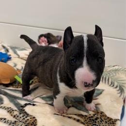 Joyful Saint - Black brindle and white male Miniature Bull Terrier puppy in Corona, California from Joyful_minibulls