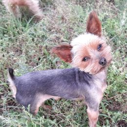 Mac - Yorkshire Terrier