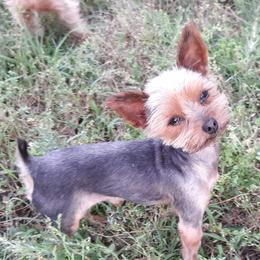 Mac - Yorkshire Terrier