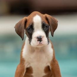 Red - Fawn female Boxer puppy in Georgia from Stephanie’s Boxers