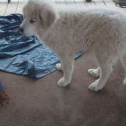 Great Pyrenees from Mayport farms