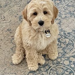 Australian Labradoodle Puppies from Crikey Australian Labradoodles