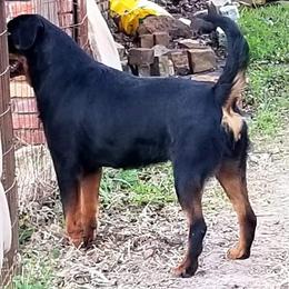 Rottweiler All Grown Up from Aliece's Rottweilers
