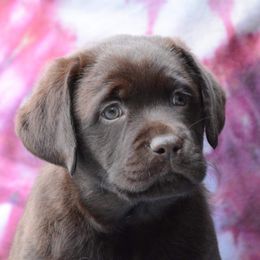 Labrador Retriever Puppies from Linro Labradors