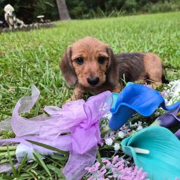Jessie - Red female Dachshund puppy in Deville, Louisiana from Little Wire Wonders of Louisiana