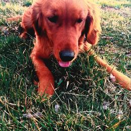 Companion Cross and Golden Retriever Puppies from Happy Tails Mini Goldens