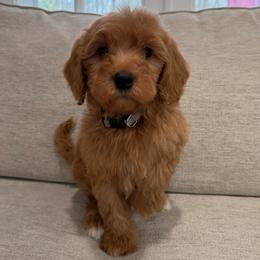 Gray collar male - Red  male Goldendoodle puppy in Ridgewood, New Jersey from Jessie’s Doodles