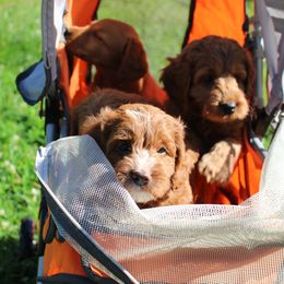 Australian Labradoodle Puppies from Serendipity Doodles