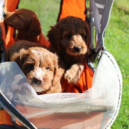 Australian Labradoodle Puppies from Serendipity Doodles