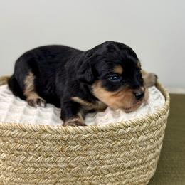 Hans - Black tri-color male Aussiedoodle puppy in Adams, Nebraska from Boxcar Doodles and Poodles
