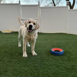 Labrador Retriever Puppies from Krys Ruth