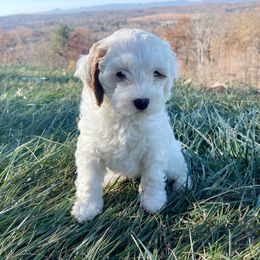 Boy 3 - White Cavapoo puppy in Tennessee from Shannan's Cavapoos
