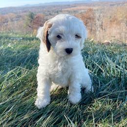 Boy 3 - White Cavapoo puppy in Tennessee from Shannan's Cavapoos