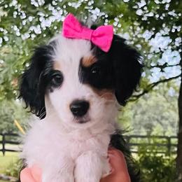 Aussiedoodles and Goldendoodles from Lee Family Puppies