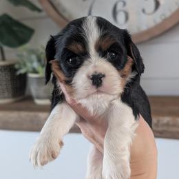 Leo - Tri-color male Cavalier King Charles Spaniel puppy in Stevens, Pennsylvania from Jodi's Cavalier King Charles Spaniels and Cavapoos