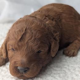 Grey - Red  male Goldendoodle puppy in Connecticut from Valley View Doodles