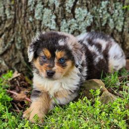 Full Tail - Finley - Blue merle Miniature Australian Shepherd puppy in Mc Alester, Oklahoma from Angel's Aussies