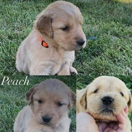 Peach - Light golden female Golden Retriever puppy in Farmington, Utah from Golden Haven Doodles