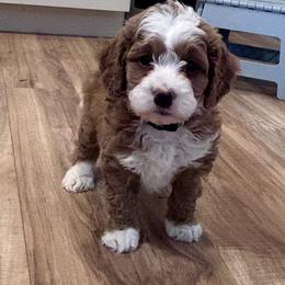 Henry - Brown and white male Bernedoodle puppy in Lincoln, Nebraska from GRand Doodles
