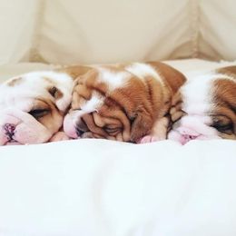 English Bulldog Puppies from LydyBug Bulldogs