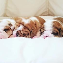 English Bulldog Puppies from LydyBug Bulldogs