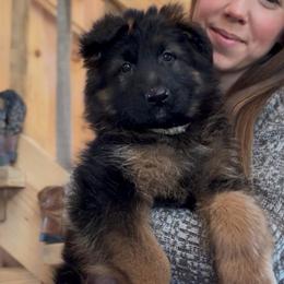Couersy - Black and red female German Shepherd puppy in Lexington, Virginia from Stahlhaus ( Previously Buffelbach Farmstead Shepherds)