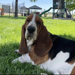 Rollo - Basset Hound