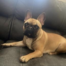 Honey  - French Bulldog