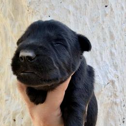 Girl 10 - Black female Giant Schnauzer puppy in Sedalia, Missouri from Valour's Giants