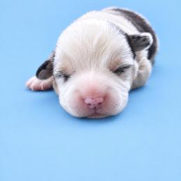 Frosty - Blue male Pembroke Welsh Corgi puppy in Ramona, Oklahoma from Eden Farms Corgis