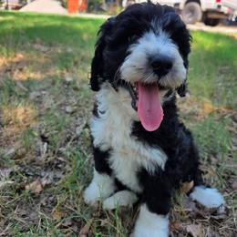 James Dean - male Australian Mountain Doodle puppy in Broken Arrow, Oklahoma from Tulsa Australian Mountain Doodles