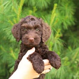 Milo - Chocolate male Australian Labradoodle puppy in Williamstown, New York from Lewis Manor Labradoodles